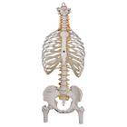 Human Spine Model with Ribs & Femur Heads - Classic Flexible