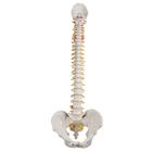 Human Spine Model - Classic Flexible