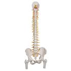 Spine Model with Femur Heads - Deluxe Flexible