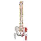 Spine Model with Femur Heads and Painted Muscles - Deluxe Flexible
