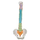 Spine Model - Didactic Flexible