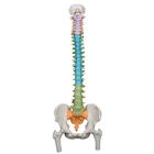 Spine Model with Femur Heads - Didwactic Flexible