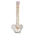 Spine Model - Highly Flexible
