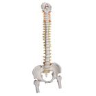 Spine Model with Femur Heads - Highly Flexible