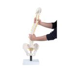 Spine Model with Soft Intervertebral Discs - Flexible