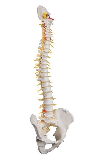 Human Spine Model with Sacral Opening - 3Deluxe Flexible