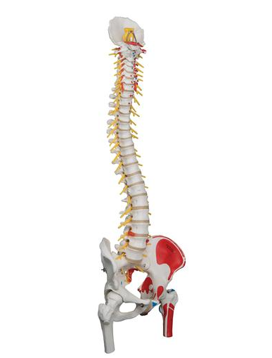 Spine Model with Femur Heads, Painted Muscles & Sacral Opening -  Deluxe Flexible- 3B