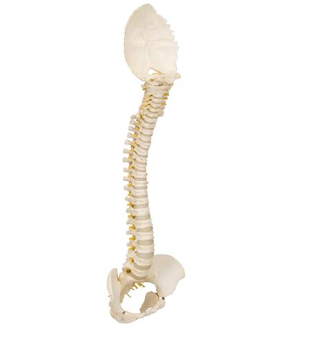 Vertebral Column Model - Child - BONElike