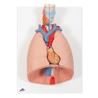 Lung Model with larynx, 7 part