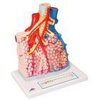 Pulmonary Lobule with Surrounding Blood Vessels