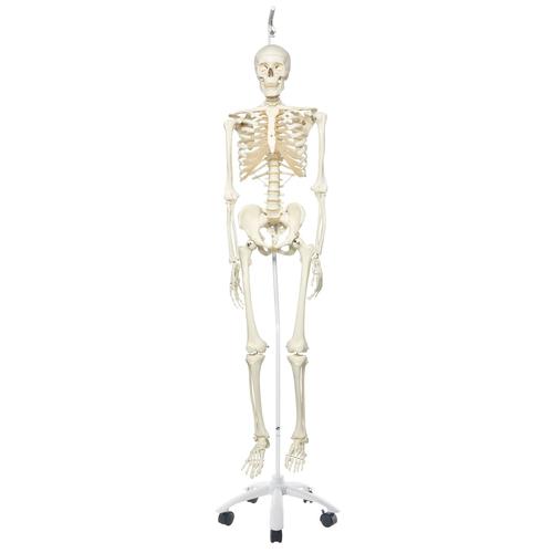 Skeleton Model- Stan - Hanging Stand