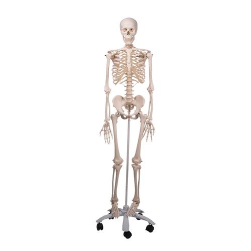 Skeleton Model - Stan