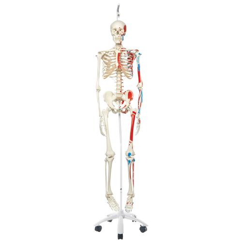 Skeleton Model with Painted Muscle Origins and Inserts - Max - Hanging Stand