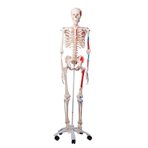 Skeleton Model with Painted Muscle Origins and Inserts - Max