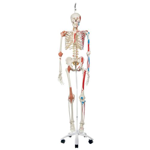 Skeleton Model with Muscles and Ligaments - Sam - Hanging Stand