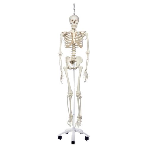 Physiological Skeleton Model  - Functional - Frank - Hanging Stand