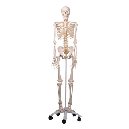 Flexible Skeleton Model - Fred