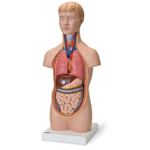 Human Torso Model, 12 part - Mini  - 3B Smart Anatomy
