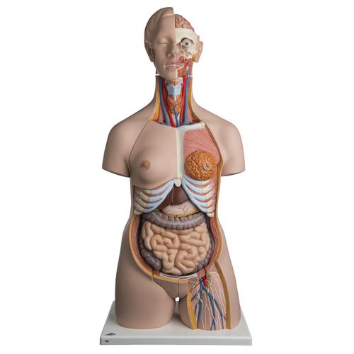 Dual Sex Human Torso Model, 24 part - Deluxe