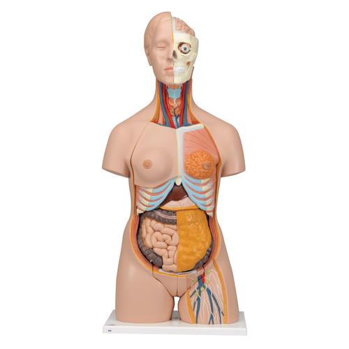 Dual Sex Human Torso Model, 20 part - Deluxe