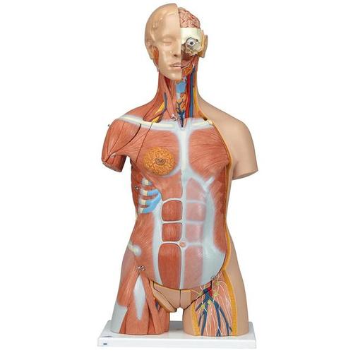 Dual Sex Human Muscle Torso Model, 31 part - Deluxe