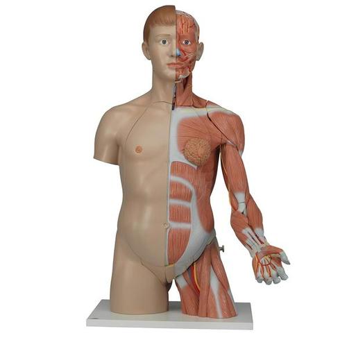 Dual Sex Human Torso Model with Muscle Arm, 33 part - 3Life-Size