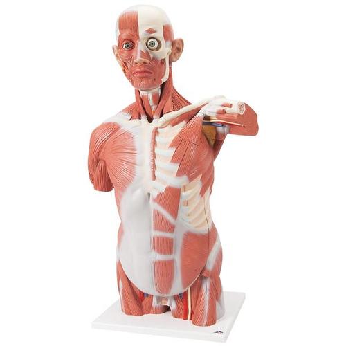 Muscle Torso Model, 27 part - Life size - 3B