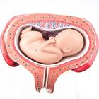 Fetus, month 5, dorsal position