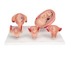 Scientific Pregnancy Series - 5 Models