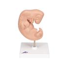 Human Embryo Model - 25 Times Life Size