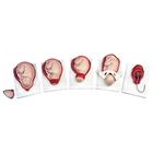 Birthing Process, 5 stages