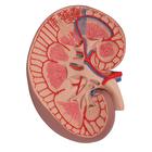 Basic Kidney Section, 3 times full-size