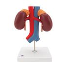 Kidneys with Vessels - 2 Part