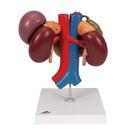Kidneys with Rear Organs of the Upper Abdomen - 3 Part