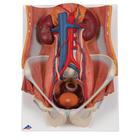 Urinary System Model, 6 part - Dual Sex