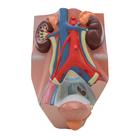 Urinary System - Male - 3/4 Life Size