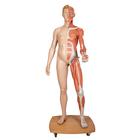 Life-Size Dual Sex Human Figure, 39-part