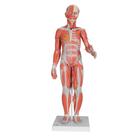 1/2 Life-Size Complete Dual Sex Muscle Model, 33-part