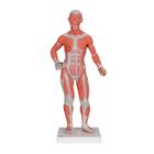 1/3 Life-Size Muscle Figure, 2-part