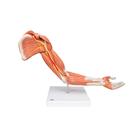 Deluxe Muscle Arm, 6 part, Life Size