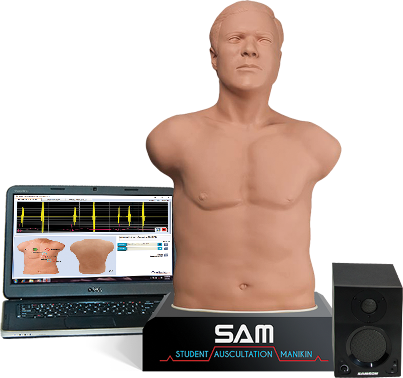 SAM 3G- Student Auscultation Manikin - 3B Cardionics