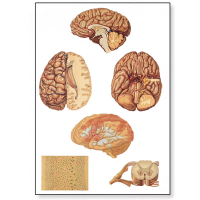 Human Central Nervous System Chart