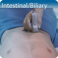 Core Clinical Module: Intestinal Biliary Module