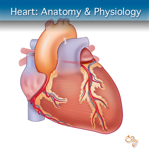 Anatomy & Physiology Module: Heart Module
