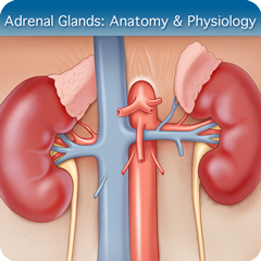 Anatomy & Physiology Module: Adrenal Glands