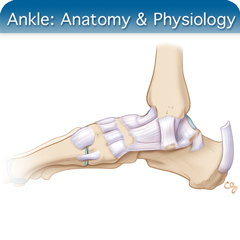 Anatomy & Physiology Module: Ankle