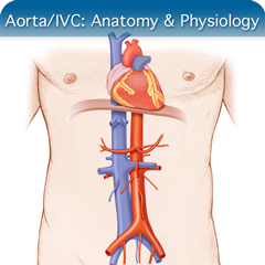 Anatomy & Physiology Module: Aorta/IVC