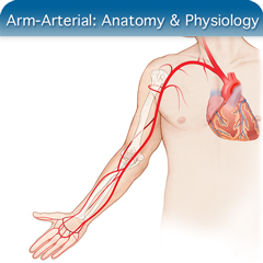 Anatomy & Physiology Module: Arm-Arterial