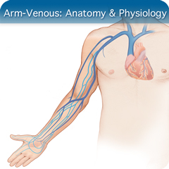 Anatomy & Physiology Module: Arm-Venous Module