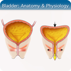Anatomy & Physiology Module: Bladder